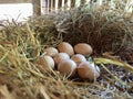 free-range chicken eggs in the nest egg laying. Royalty Free Stock Photo