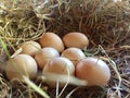 free-range chicken eggs in the nest egg laying. Royalty Free Stock Photo