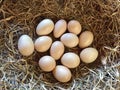 free-range chicken eggs in the nest egg laying. Royalty Free Stock Photo