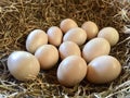 free-range chicken eggs in the nest egg laying Royalty Free Stock Photo