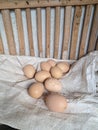 free-range chicken eggs that will be incubated by the mother Royalty Free Stock Photo