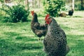 Free range chicken farm - chickens roam freely outdoors. Commercial organic free-range and pastured poultry production Royalty Free Stock Photo