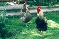 Free range chicken farm - close up view of cock and chickens roam freely outdoors. Commercial organic free-range and Royalty Free Stock Photo