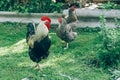 Free range chicken farm - cock and chickens roam freely outdoors. Commercial organic free-range and pastured poultry Royalty Free Stock Photo