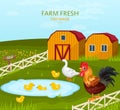 Free range chicken growing in the farm Vector