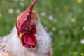 Free range chicken, happily roaming and pecking in a field. Farm life, italian country house Royalty Free Stock Photo