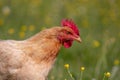 Free range chicken, happily roaming and pecking in a field. Farm life, italian country house Royalty Free Stock Photo
