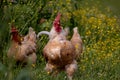 Free range chicken, happily roaming and pecking in a field. Farm life, italian country house Royalty Free Stock Photo