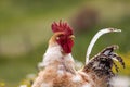 Free range chichen, happily roaming and pecking in a field. Farm life, italian country house Royalty Free Stock Photo