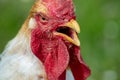 Free range chicken, happily roaming and pecking in a field. Farm life, italian country house Royalty Free Stock Photo