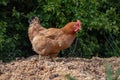 Free range chichen, happily roaming and pecking in a field. Farm life, italian country house Royalty Free Stock Photo