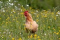 Free range chicken, happily roaming and pecking in a field. Farm life, italian country house Royalty Free Stock Photo