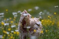 Free range chicken, happily roaming and pecking in a field. Farm life, italian country house Royalty Free Stock Photo