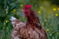 Free range chicken, happily roaming and pecking in a field. Farm life, italian country house Royalty Free Stock Photo