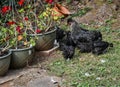 A Free Range Chicken and Her Chicks, Jasper, GA, USA