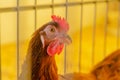 Free range chicken look at camera Royalty Free Stock Photo