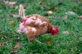 Free range chicken on organic farm were mistreated in stock breeding and are sick with diseases and loose feathers after scratches