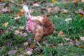 Free range chicken on organic farm were mistreated in stock breeding and are sick with diseases and loose feathers after scratches