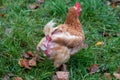 Free range chicken on organic farm were mistreated in stock breeding and are sick with diseases and loose feathers after scratches