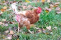 Free range chicken on organic farm were mistreated in stock breeding and are sick with diseases and loose feathers after scratches