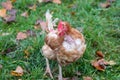 Free range chicken on organic farm were mistreated in stock breeding and are sick with diseases and loose feathers after scratches