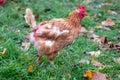 Free range chicken on organic farm were mistreated in stock breeding and are sick with diseases and loose feathers after scratches