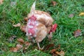 Free range chicken on organic farm were mistreated in stock breeding and are sick with diseases and loose feathers after scratches