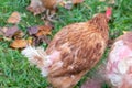 Free range chicken on organic farm were mistreated in stock breeding and are sick with diseases and loose feathers after scratches