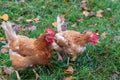 Free range chicken on organic farm were mistreated in stock breeding and are sick with diseases and loose feathers after scratches