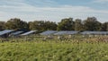 Free range chicken pecking about under solare panels