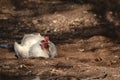 Free range chicken roosting Royalty Free Stock Photo