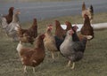 Free range chicken and species appropriate keeping Royalty Free Stock Photo