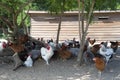 Free range chicken on a traditional poultry farm Royalty Free Stock Photo