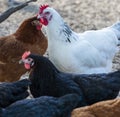 Free range chicken on a traditional poultry farm Royalty Free Stock Photo