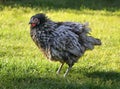 Free range chicken on a traditional poultry farm Royalty Free Stock Photo