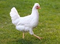 Free range chicken on a traditional poultry farm Royalty Free Stock Photo