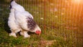 Free range chicken on a traditional poultry farm Royalty Free Stock Photo