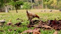 Free range chicken on a traditional poultry farm