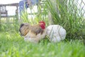 Free range chicken on a traditional poultry organic farm on the grass Royalty Free Stock Photo