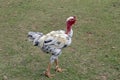 Free range chicken walking in the grass Royalty Free Stock Photo