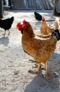 Free range chickens Royalty Free Stock Photo