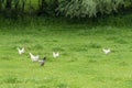 Free-range chickens - appropriate to the species Royalty Free Stock Photo