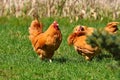 Free Range Chickens Close Up Royalty Free Stock Photo