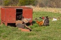 Free range chickens and rooster at a local farm Royalty Free Stock Photo