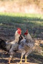 Free range chickens on a farm at Corfu Greece Royalty Free Stock Photo