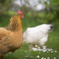 Free range chickens at the farm Royalty Free Stock Photo