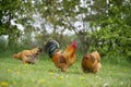 Free range chickens at the farm Royalty Free Stock Photo