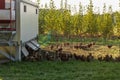 Free range chickens in fenced area