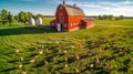 Free-Range Chickens in Grassy Meadow with Red Barn