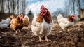 Free range chickens. Hens with brown and white plumage on free range in countryside. Generative AI